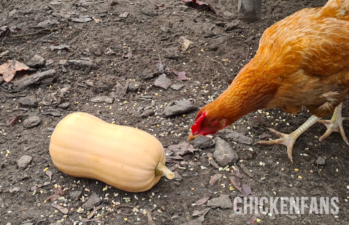 Chicken looking at a butternut squash to eat the pumpkin