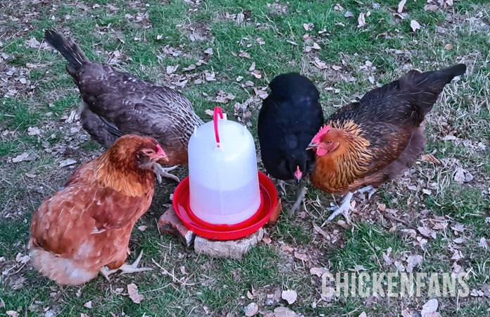 chickens drinking from waterer in the winter