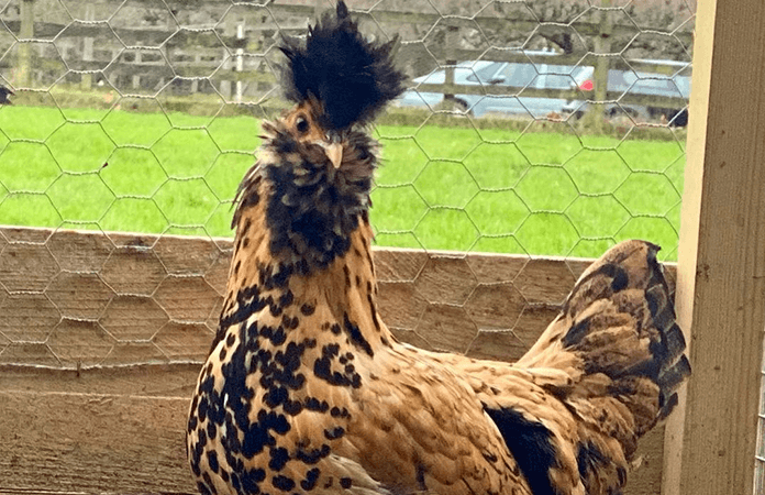 a pavlovskaya chicken