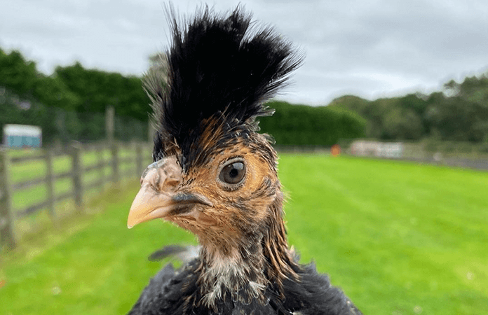 a pavlovskaya chick