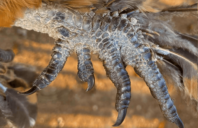 scaly leg mites chicken