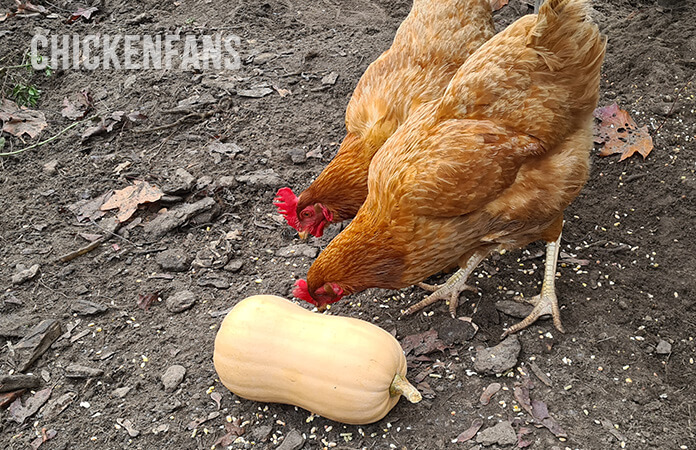 two chickens eating a butternut squash