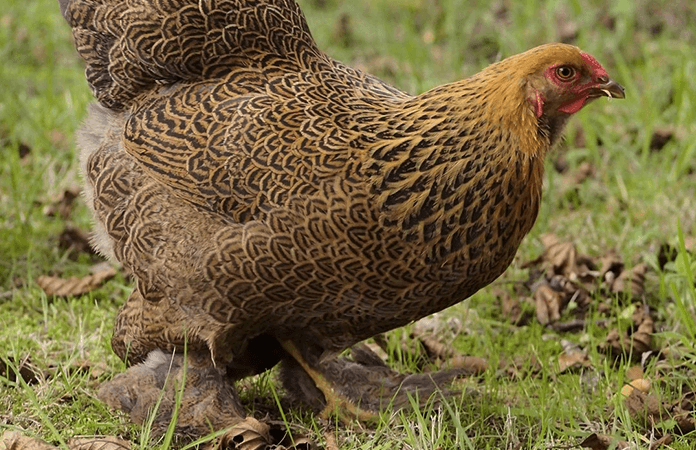 Partridge Bantam Brahma Hen
