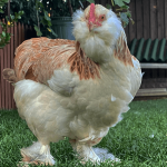 heavily feathered faverolles chicken