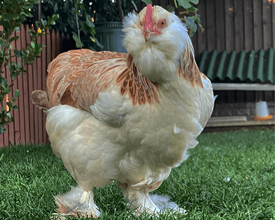 heavily feathered faverolles chicken