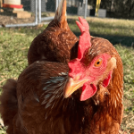 Golden comet hen