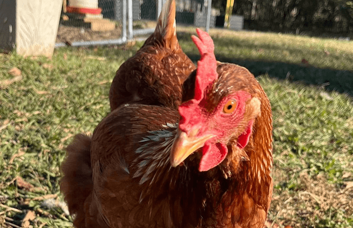 Golden comet hen