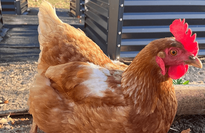 A Golden Comet hen