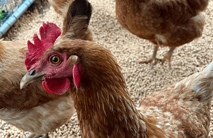 Close up of a Golden Comet hen