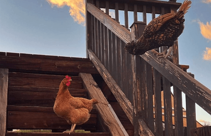 A hampbar chicken and a polish chicken