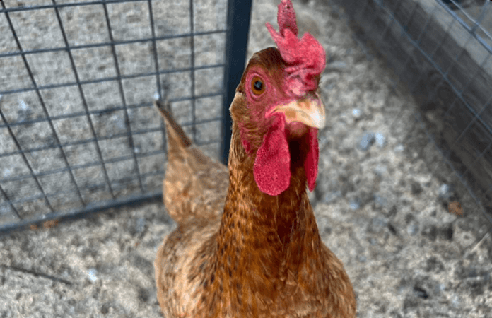 Close up of a hampbar hen