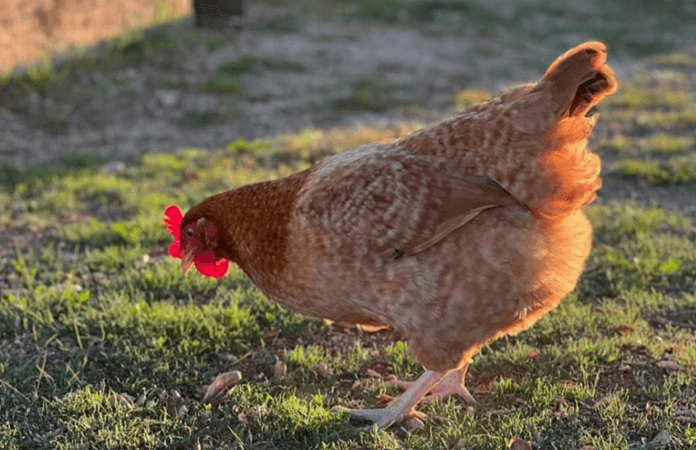 a hampbar hen foraging