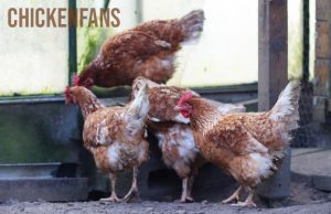 Snapshot of Egg Laying Chicken Breeds For Minimal Freezer Usage