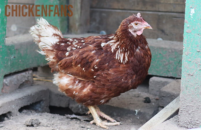isa brown hen