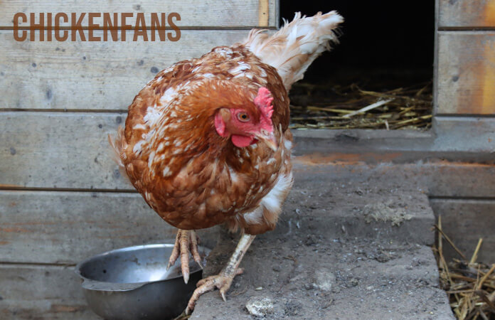 an isa brown chicken is one of the best egg laying chicken breeds