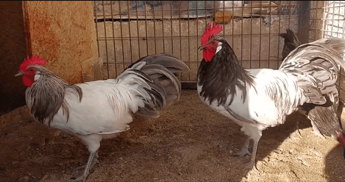 two lakenvelder roosters