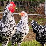 three pita pinta asturiana chickens