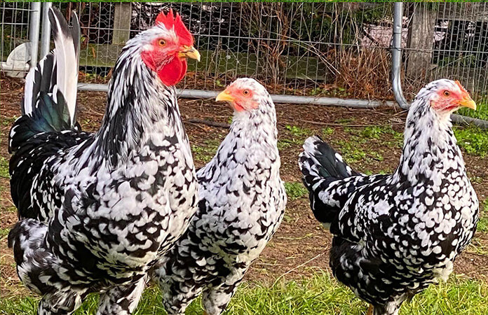 three pita pinta asturiana chickens