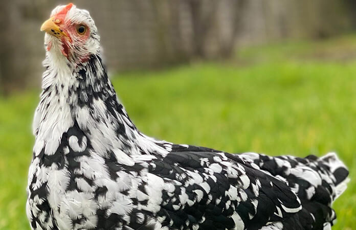 a close up of a pita pinta asturiana chicken