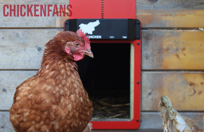 a chicken standing in front of the run chicken door