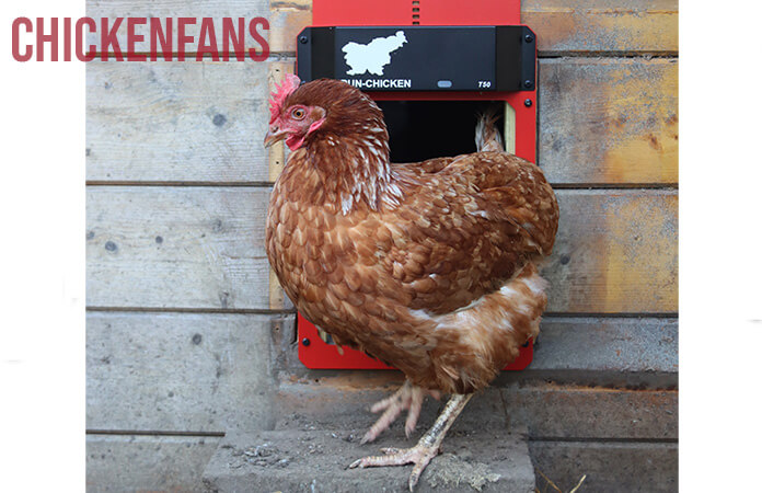 a chicken standing in front of the run chicken coop door