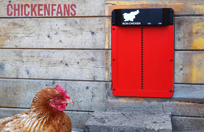 a hen sitting outside the chicken coop where a Run Chicken coop door is installed