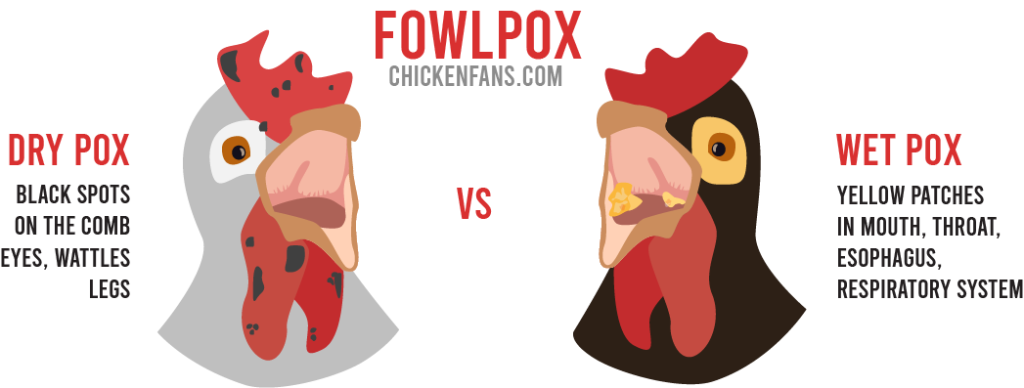 Infographic of fowlpox comparison between Dry Pox and Wet Pox: dry pox showing black spots on the comb, eyes, wattles, legs and wet pox  showing yellow patches in mouth, throat, esophagus and respiratory system