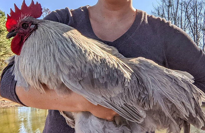a lavender orpington rooster