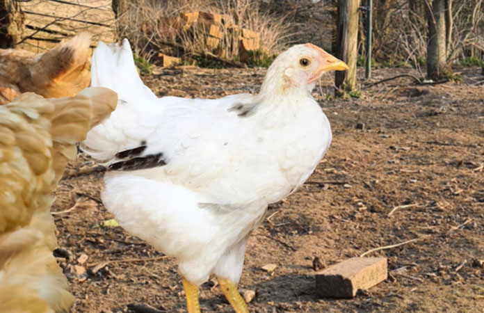 a smokey pearl pullet