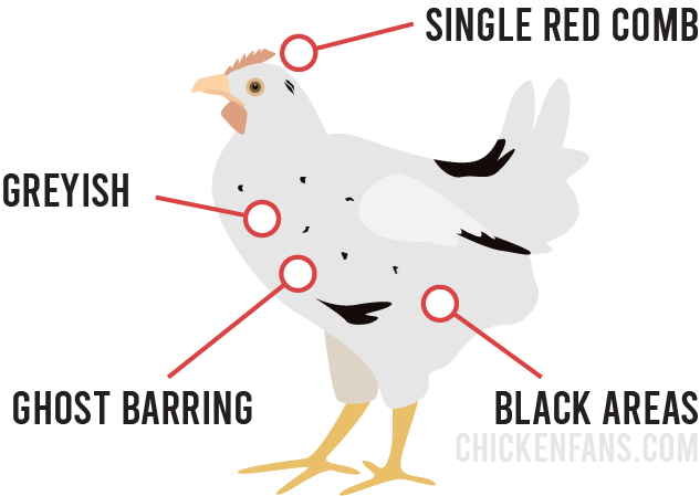 smokey pearl chicken characteristics: single red comb, grey ground color, black areas with ghost barring