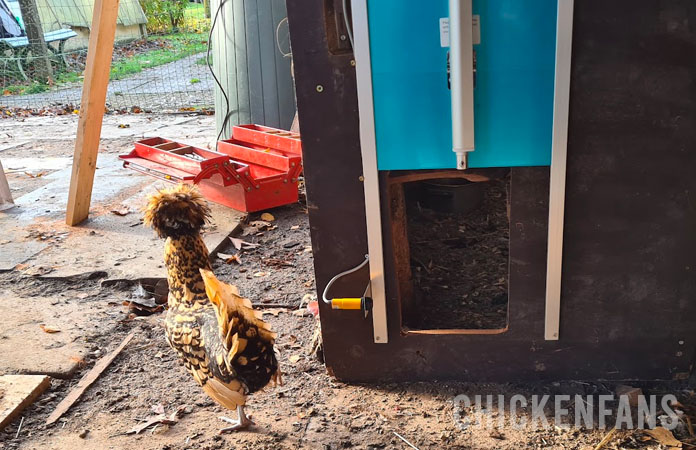 vevor automatic chicken coop door with polish chicken