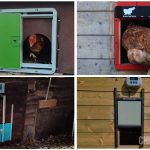 Best Automatic Chicken Coop Doors: Omlet, Run Chicken T50, Vevor, ChickenGuard