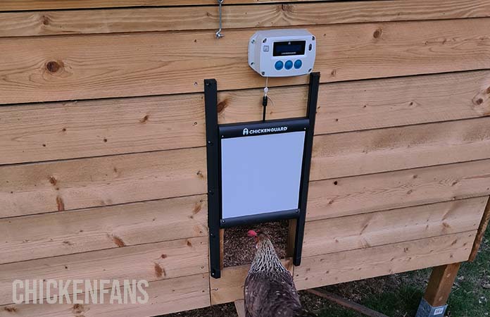 A chicken entering the chickenguard coop door entrance