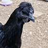 mystic Onyx