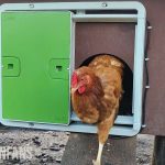 a hen in a coop with the omlet auto door