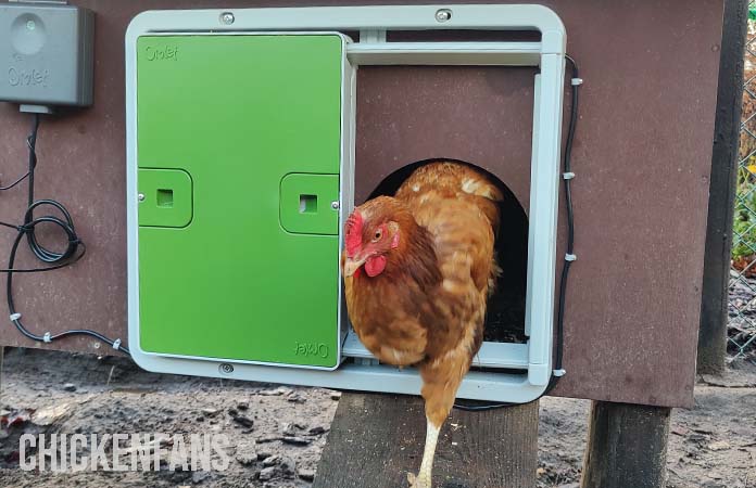 a hen in a coop with the omlet auto door