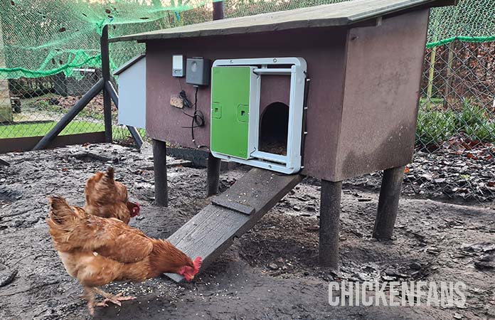 two hens standing in front of the Omlet auto door