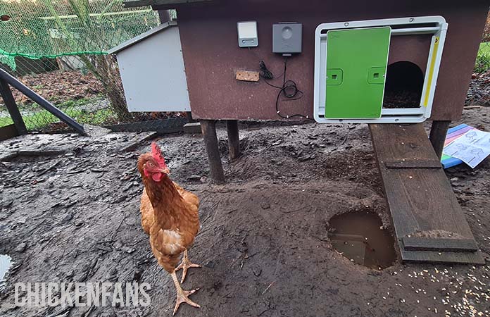 A chicken standing in front of the Omlet automatic chicken coop door