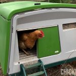 a chicken sitting inside the omlet eglu cube