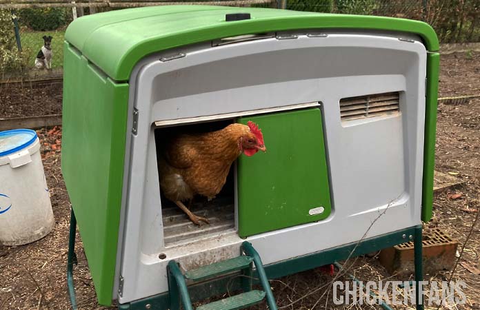 a chicken sitting inside the omlet eglu cube