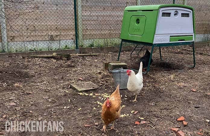 overview of the omlet eglu cube inside a chicken run