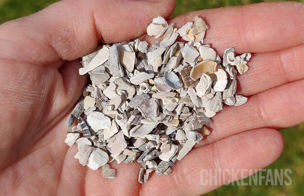 calcium for chickens in crushed oyster shells