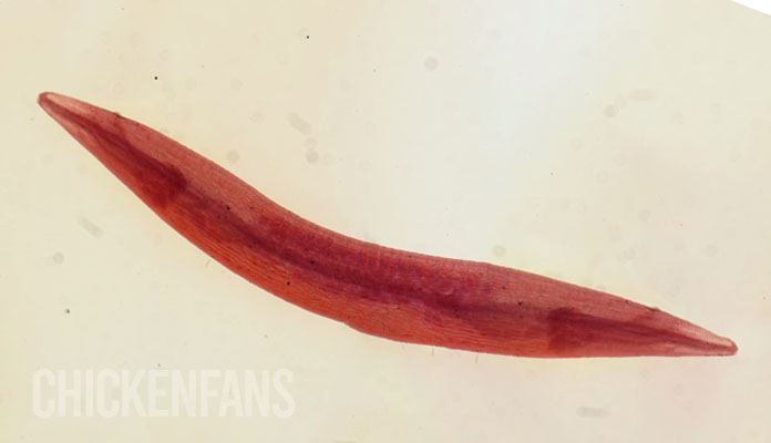 Microscopic view of a cecal worm in the intestine of a chicken