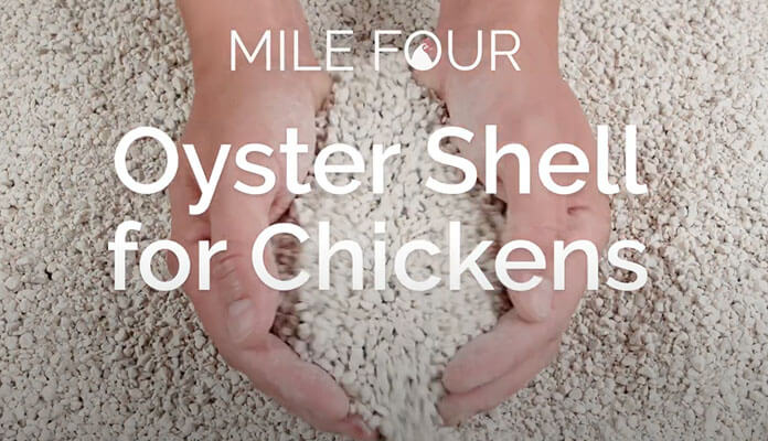 mile four oyster shell