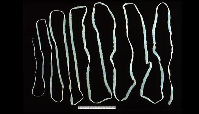 A fully expanded flat tapeworm