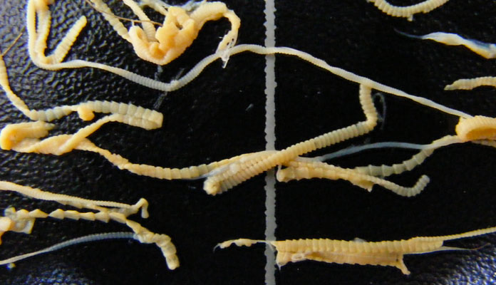 Several tapeworms and tapeworm parts that were extracted from the bird's intestines
