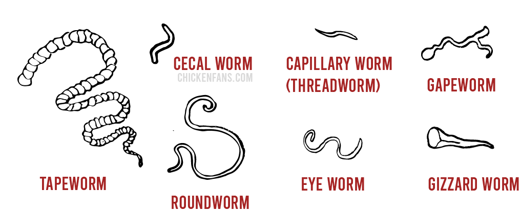 7 types of worms in chickens: tapeworm, cecal worm, roundworm, capillary worm (threadworm), gapeworm, eye worm, gizzard worm
