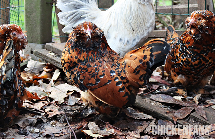 belgian bearded d uccle millefleur hen