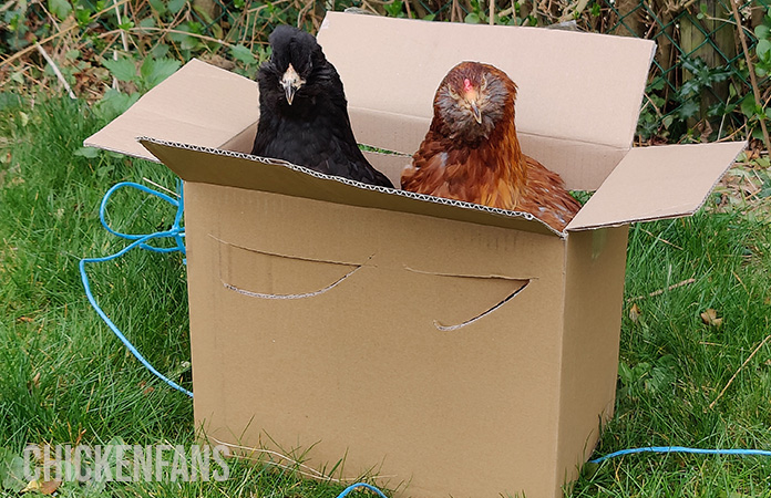 two new chickens arrive in a seperate location to quarantine