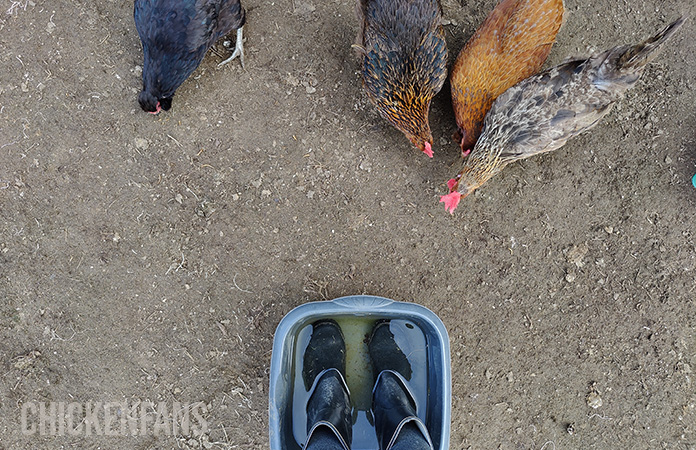 a foot dip outside the chicken coop helps to keep biosecurity